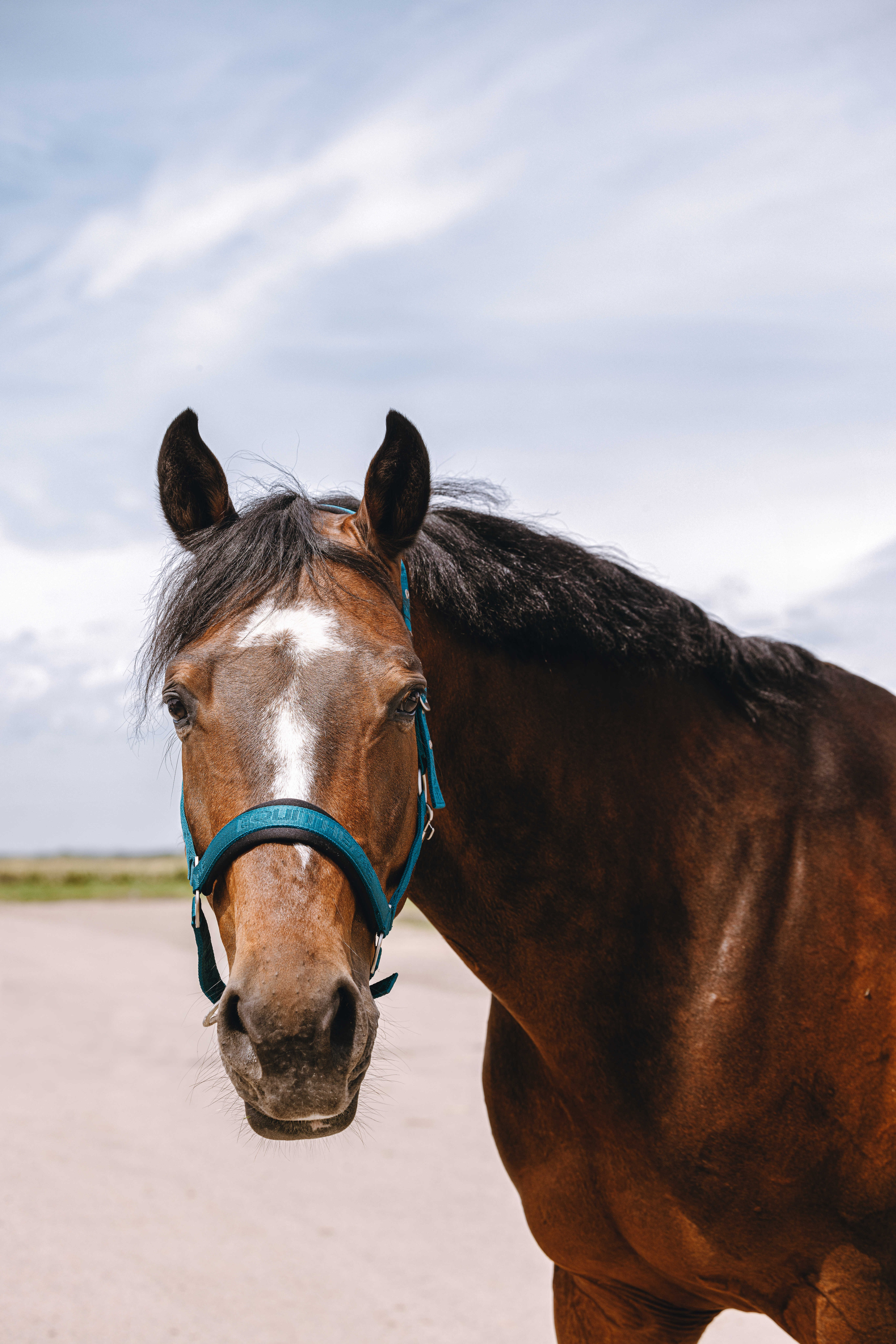 Licol nylon Equithème Jacquard Bleu canard