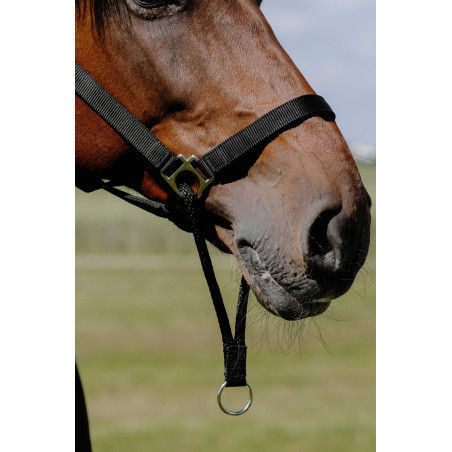 Licol Norton Educatif