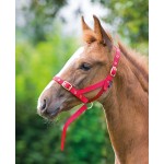 Licol de présentation foal Shires