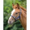 Licol foal Shires - Rouge