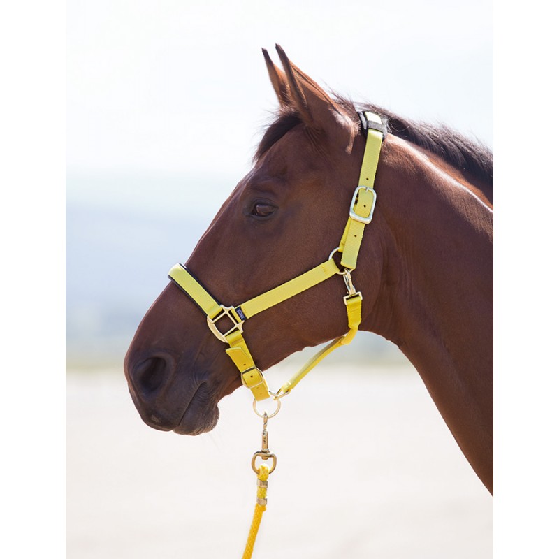 PFIFF COB Licol en Nylon pour Cheval