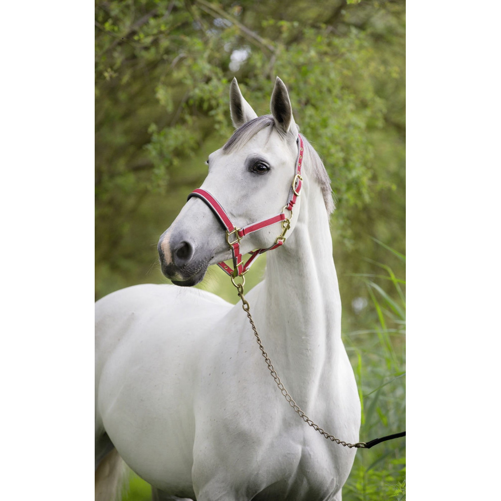 Covalliero Licol Ethologique – SHOPHORSE