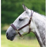 Licol en cuir Blenheim Shires
