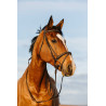 Bridon Riding World muserolle combinée double - Noir