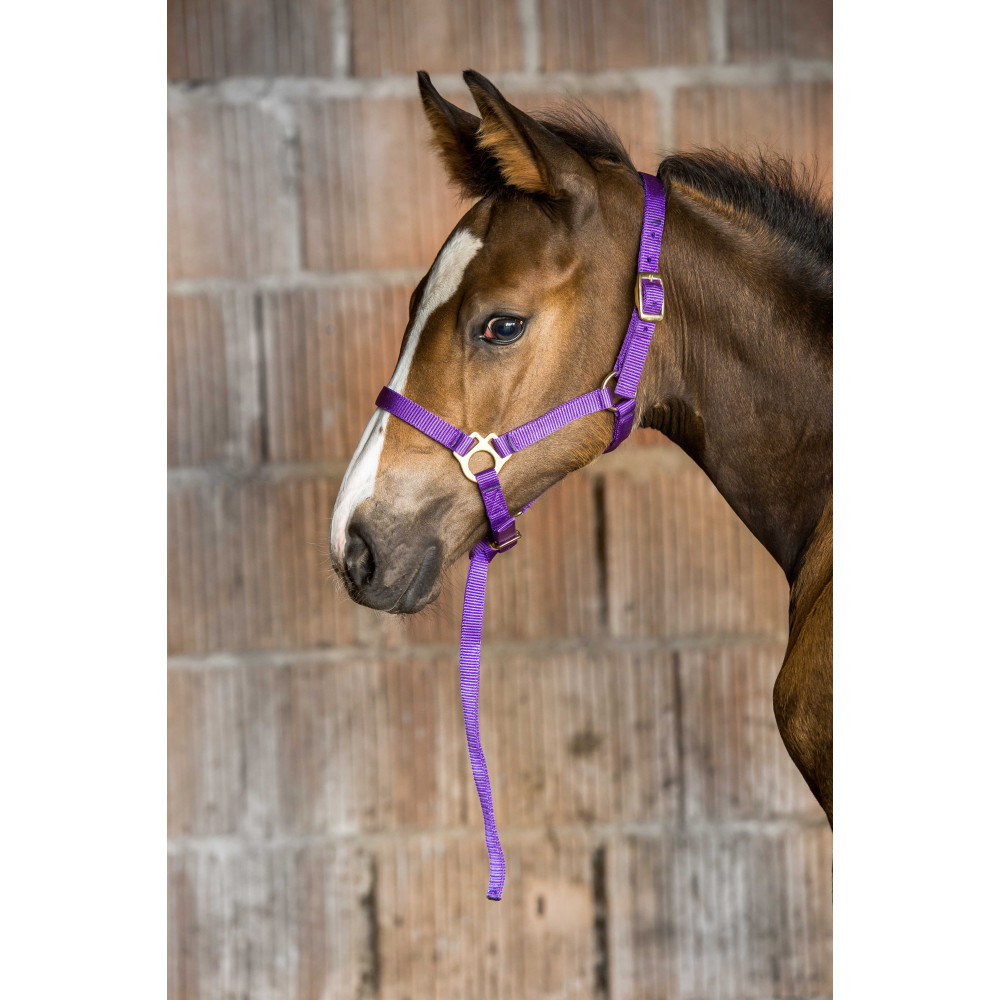 Start Licol D'Équitation Pour Poulain - Licol Rembourré Réglable En Nylon, Doux Et Confortable Pour Entraînement, Écurie Et Transport