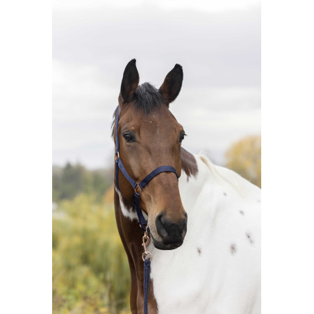 Licol + longe Norton Rose gold