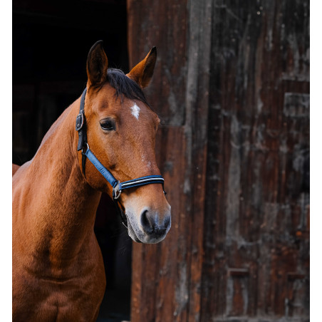 Licol nylon Equithème Domino