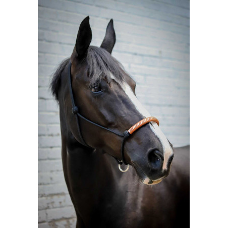 Licol éthologique Pénélope américain