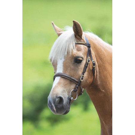 Bridon de présentation clincher Shires Velociti Gara