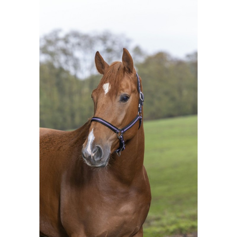 Equipride Licol En Nylon Rembourré Avec Longe Assortie Violet