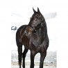 Licol Yankee Finn-Tack nylon 20 mm - Noir