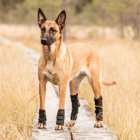 Protections chien pour pattes arrières Back on Track Noir