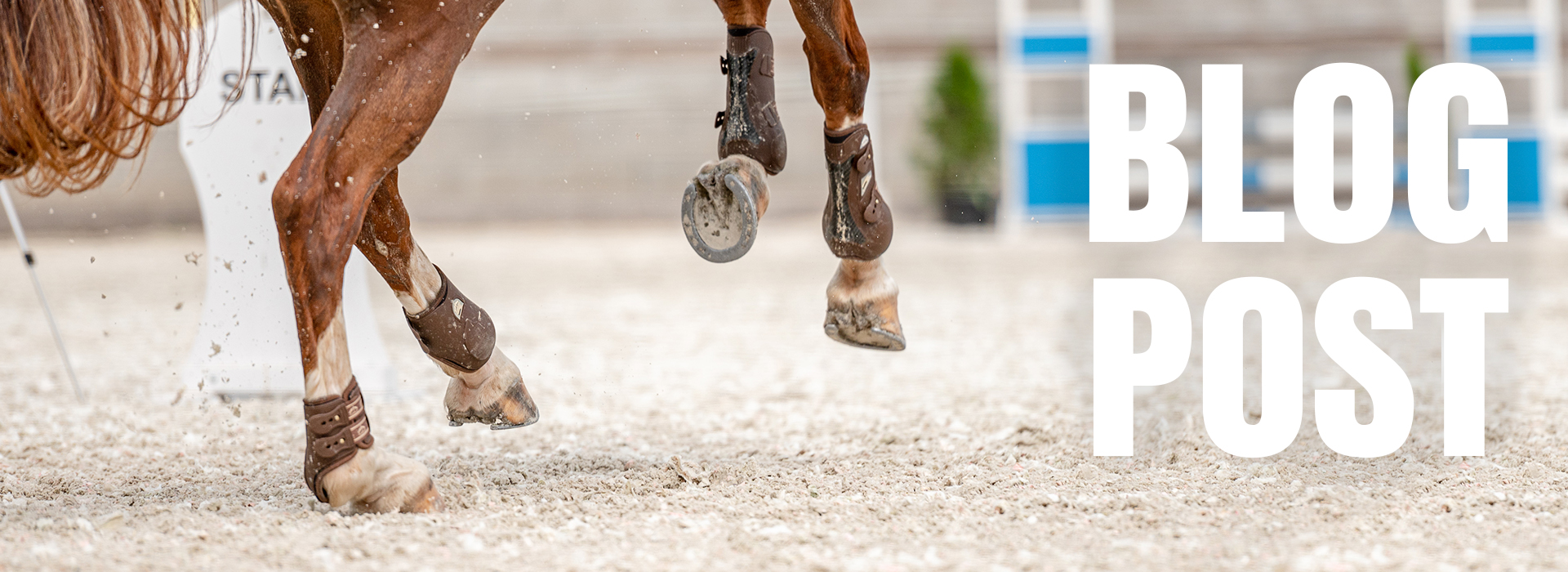Equidassur- L'abcès du sabot chez le cheval : symptômes et traitements