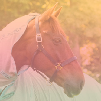 Bucas, Horseware, Horze, Equithème...