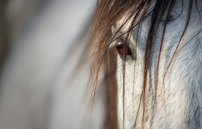 En savoir plus sur les sarcoïdes cheval