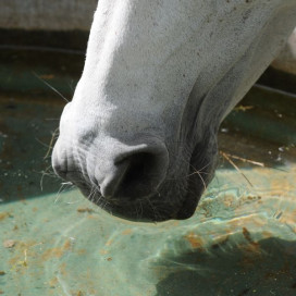 Bac à eau chevaux