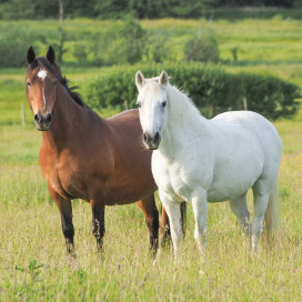 Équipement poney