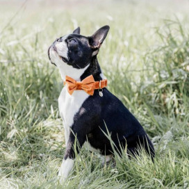 Collier chien Kentucky