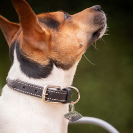 Collier pour chien en cuir