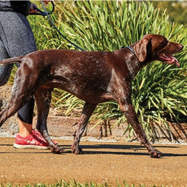 Laisse pour chien