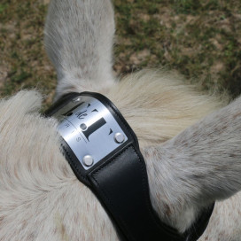 Filet anatomique cheval
