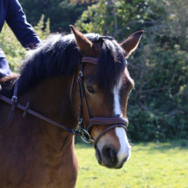 Bridon Flags and cup
