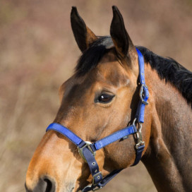 Licol bleu marine