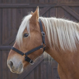 Licol cheval de trait