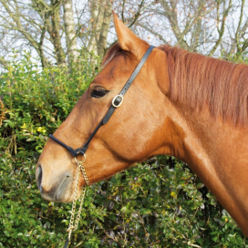 Licol de présentation