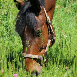 Promotions licols & longes