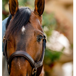 Licol Rambo Micklem Horseware Marron