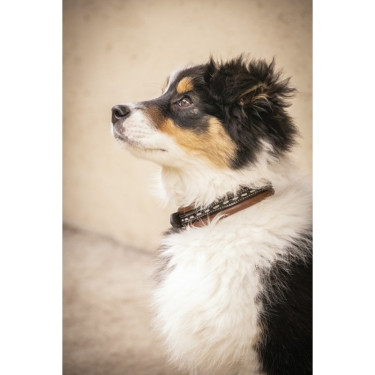 Collier pour chien Pénélope Point Sellier Havane ancien modèle Marron Collier pour chien Pénélope Point Sellier Havane ancien modèle Marron