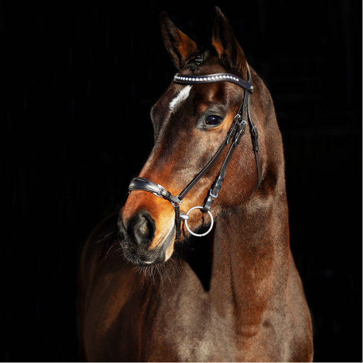 Bridon filet muserolle allemande Horze Bergen