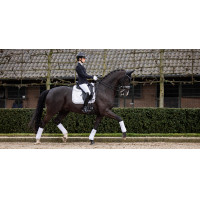 Tapis LeMieux Crystal Suede Dressage Blanc Tapis LeMieux Crystal Suede Dressage Blanc