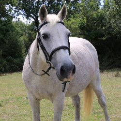 Bridon à pont Raphaël T de T Noir
