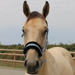 Licol mouton T de T synthétique Gris / noir