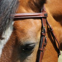 Bridon Kessel T de T têtière triple muserolle combinée Havane foncé Marron Bridon Kessel T de T têtière triple muserolle combinée Havane foncé Marron