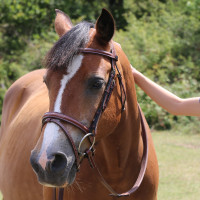 Bridon Kessel T de T têtière triple muserolle combinée Havane foncé Marron Bridon Kessel T de T têtière triple muserolle combinée Havane foncé Marron