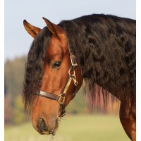 Licol en cuir rembourré Horseware Amigo Marron