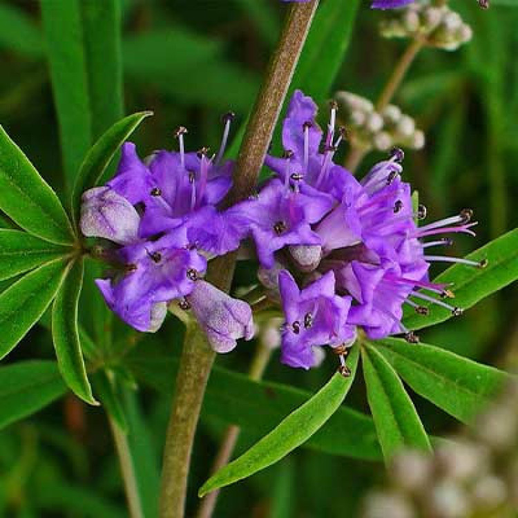 Gattilier vitex agnus castus teinture Hilton Herbs