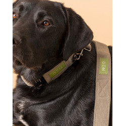 Pack Collier & Laisse GEM Kaki