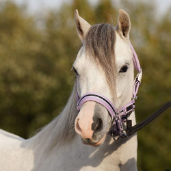 Licol HV Polo Classic Stripe Violet