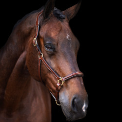 Licol HV Polo Legacy Marron