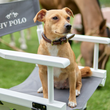 Collier du chien HV Polo Legacy Collier du chien HV Polo Legacy