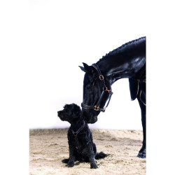 Licol en cuir Rosegold HKM Noir Licol en cuir Rosegold HKM Noir