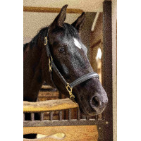 Licol en cuir Gold HKM Noir Licol en cuir Gold HKM Noir