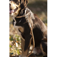 Collier de chien Anam Cara corde HKM Brandy Marron Collier de chien Anam Cara corde HKM Brandy Marron