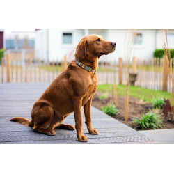 Collier de chien Anam Cara imprimé HKM Taupe / doré jaune Gris