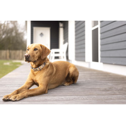 Collier de chien Anam Cara imprimé HKM Taupe / doré jaune Gris