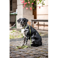 Collier de chien Ida nylon HKM Pistache Vert Collier de chien Ida nylon HKM Pistache Vert
